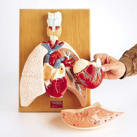 DENOYER-GEPPERT Anatomical Model, Cardiopulmonary Model 0192-00